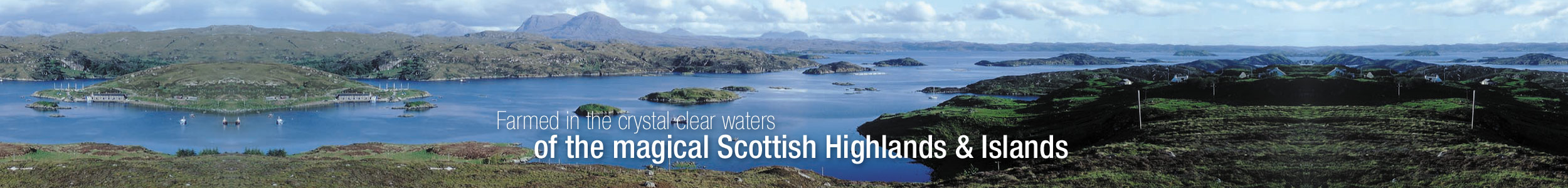 Farmed in the crystal clear waters of the magical Scottish Highlands & islands
