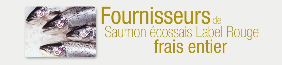 Présentation des fournisseurs de Saumon écossais label rouge frais entier