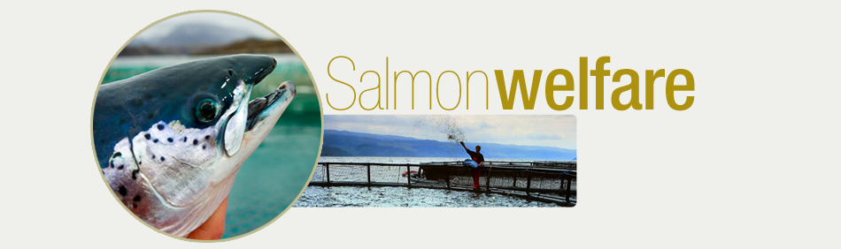Salmon-welfare